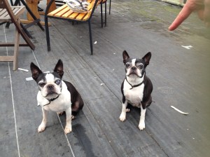 The twins: French bulldogs at Elm Nursery